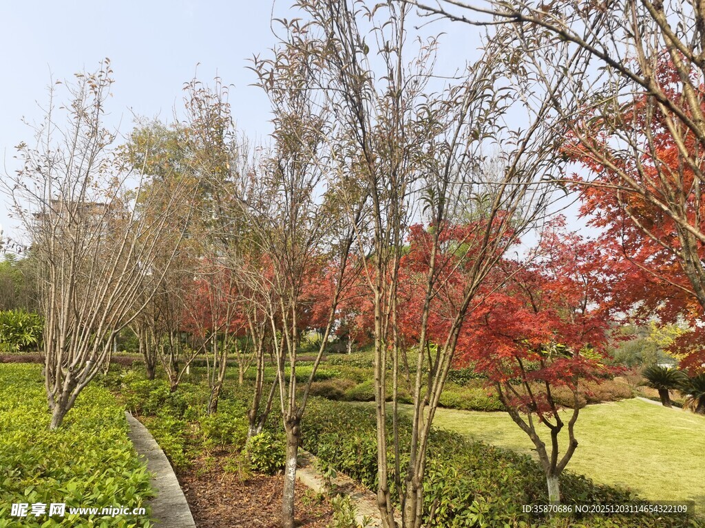 园林景致中的多彩树木