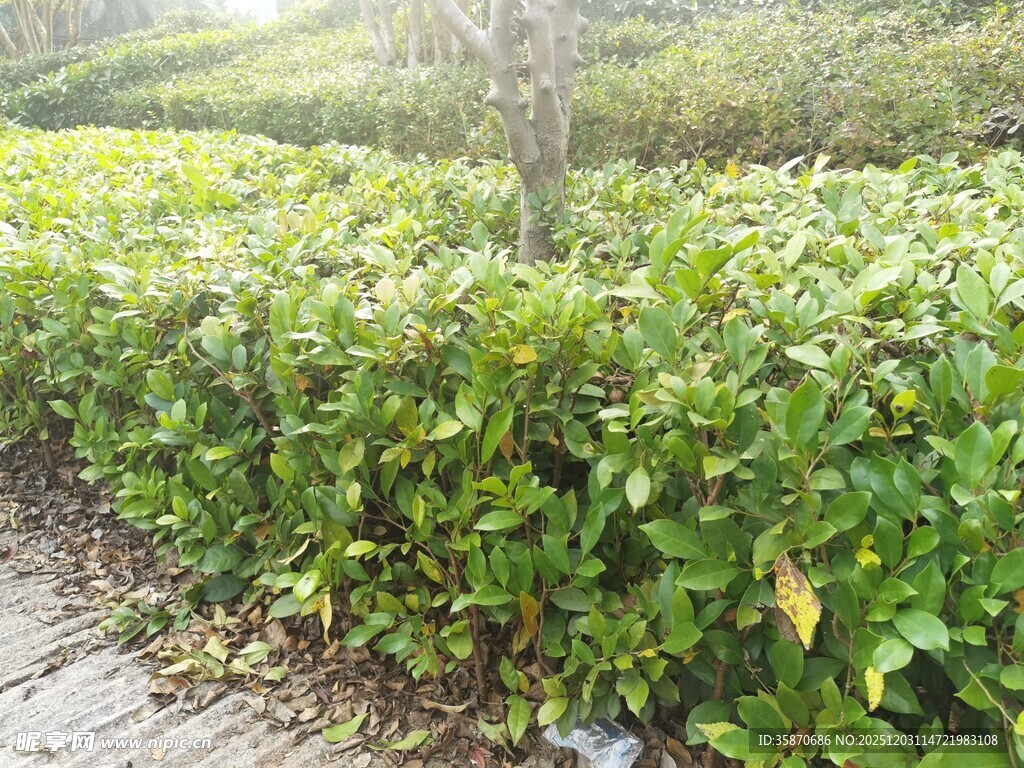 茶园小径绿意盎然