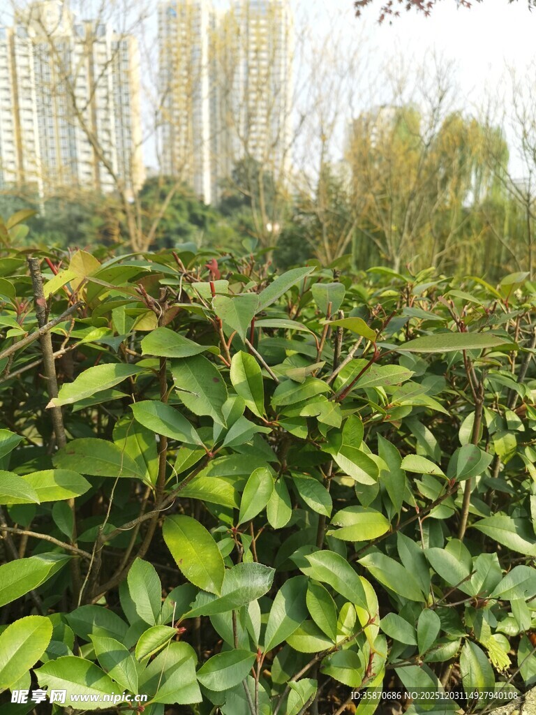 绿叶繁茂的户外植物景观