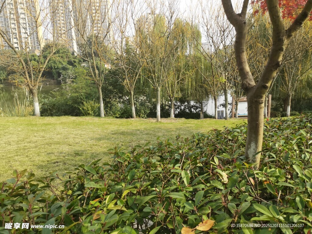 公园绿意盎然的自然景致