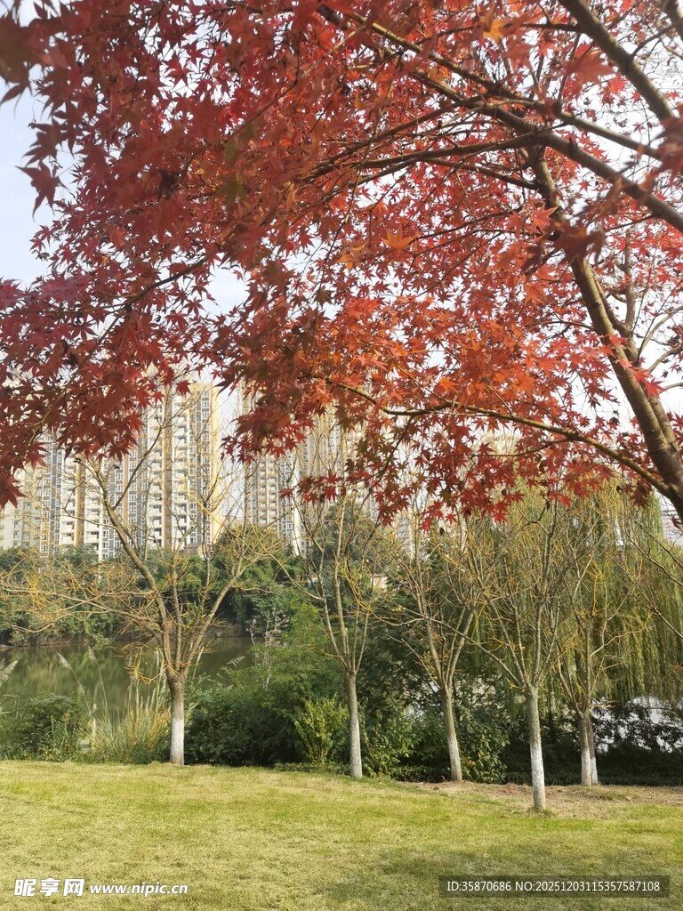 秋日公园红叶美景