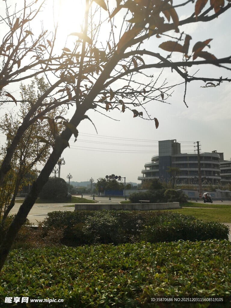 阳光下的建筑与绿植景观