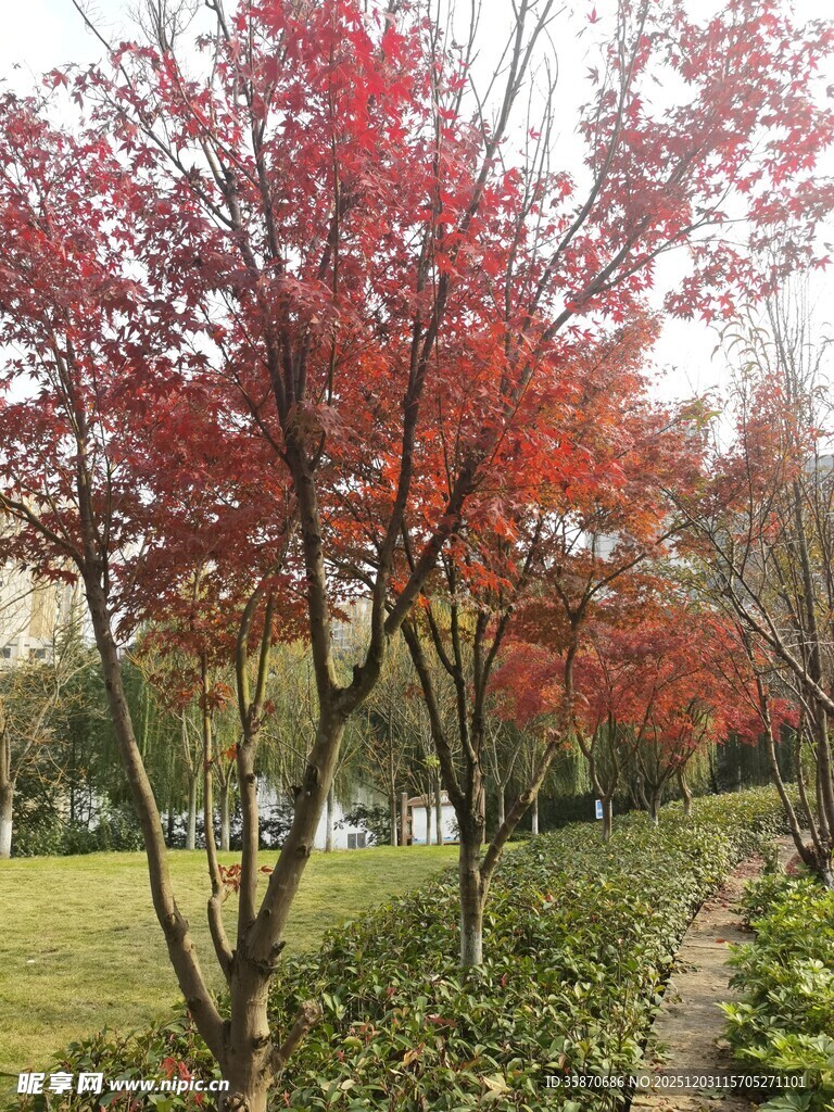 秋日红枫小道美景