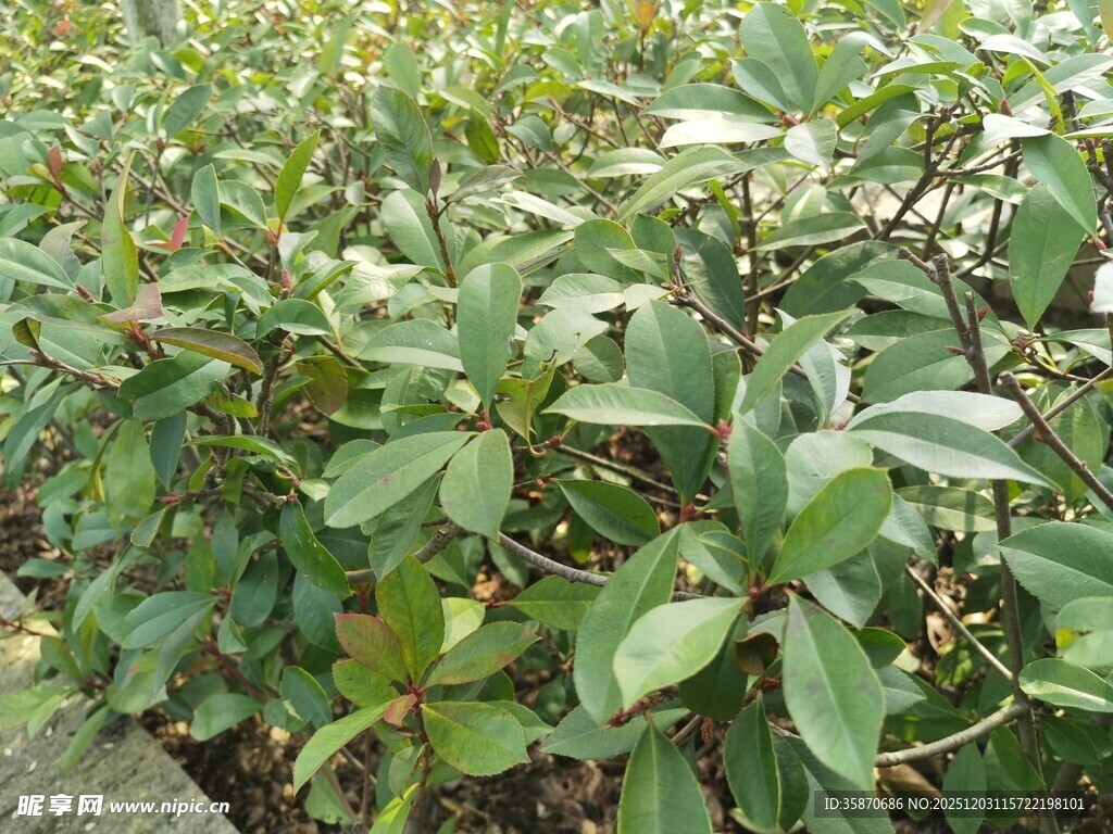 绿叶繁茂的植物景观