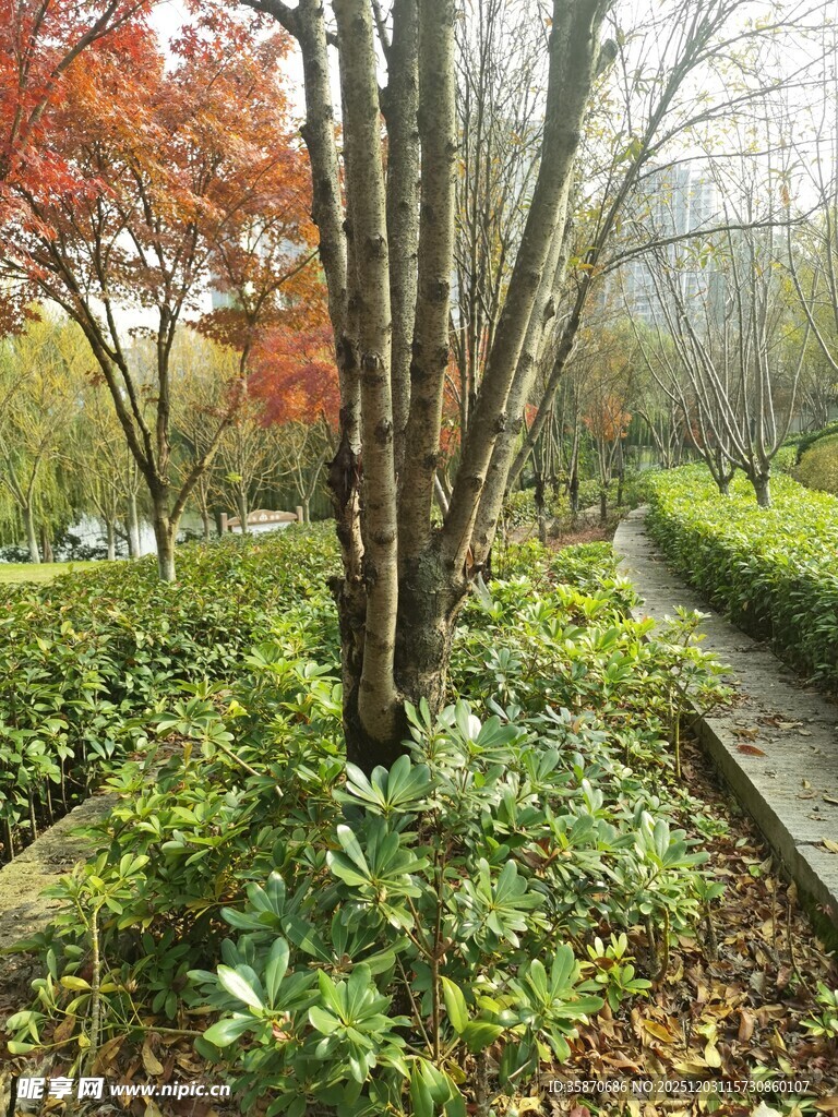 秋日林间小径的静谧景致