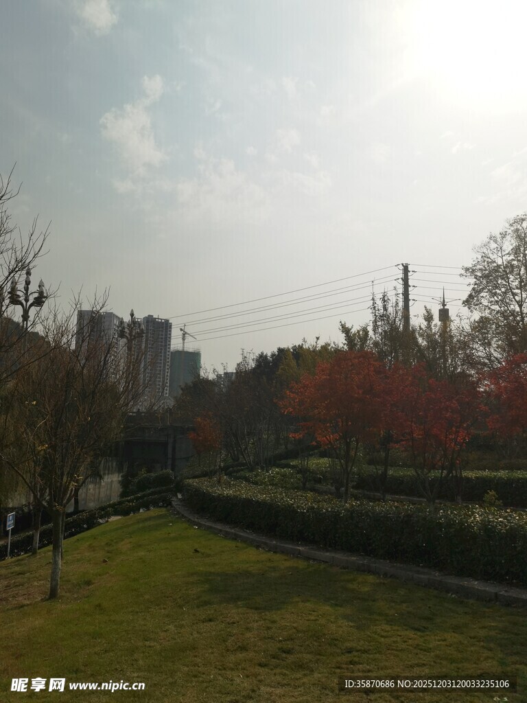 城市中的绿意公园景观