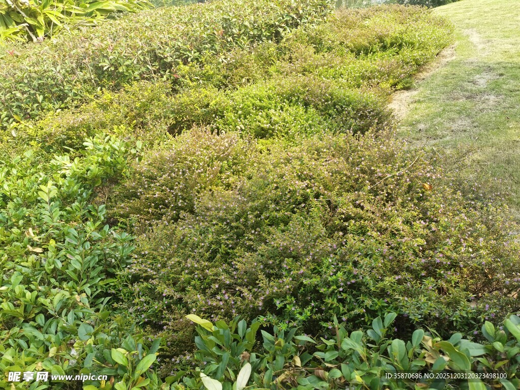 户外草地绿植景观