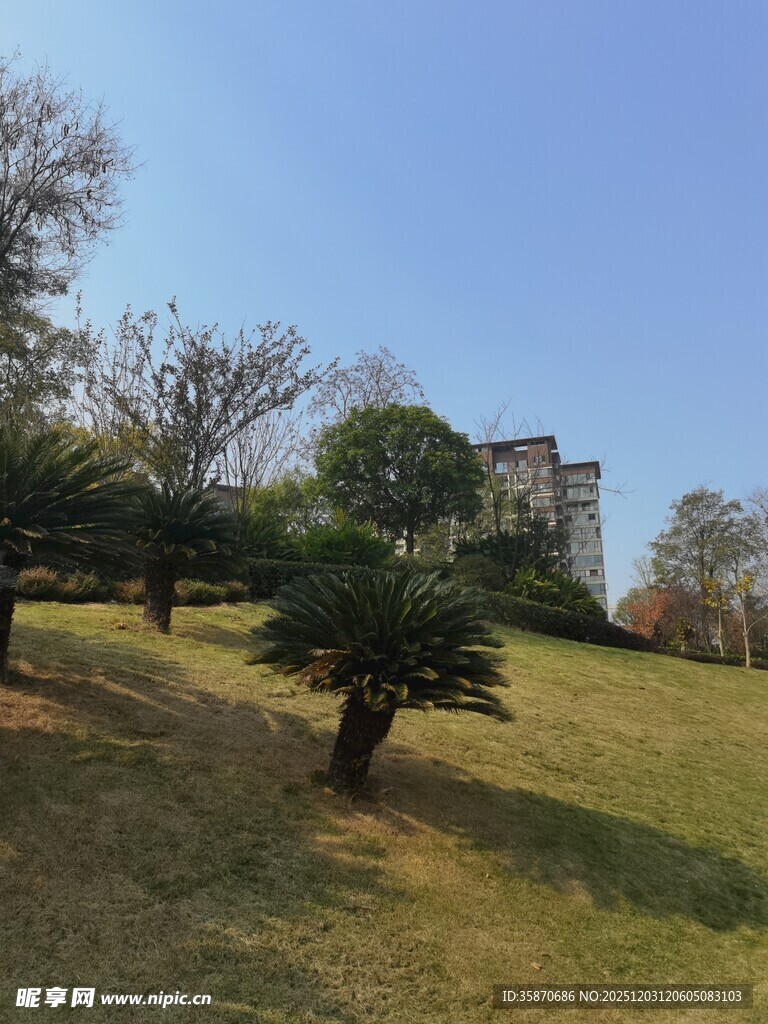 山坡上的树木与远处建筑