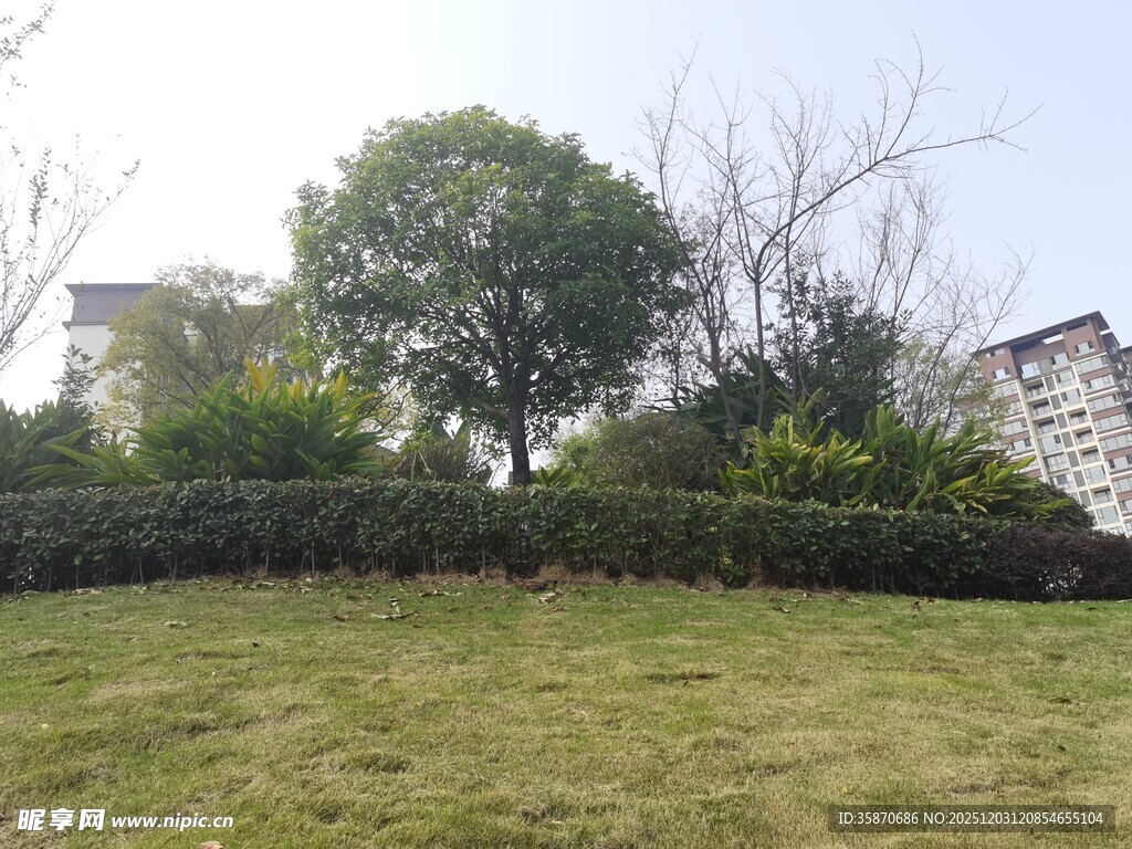 户外草坪绿植景观