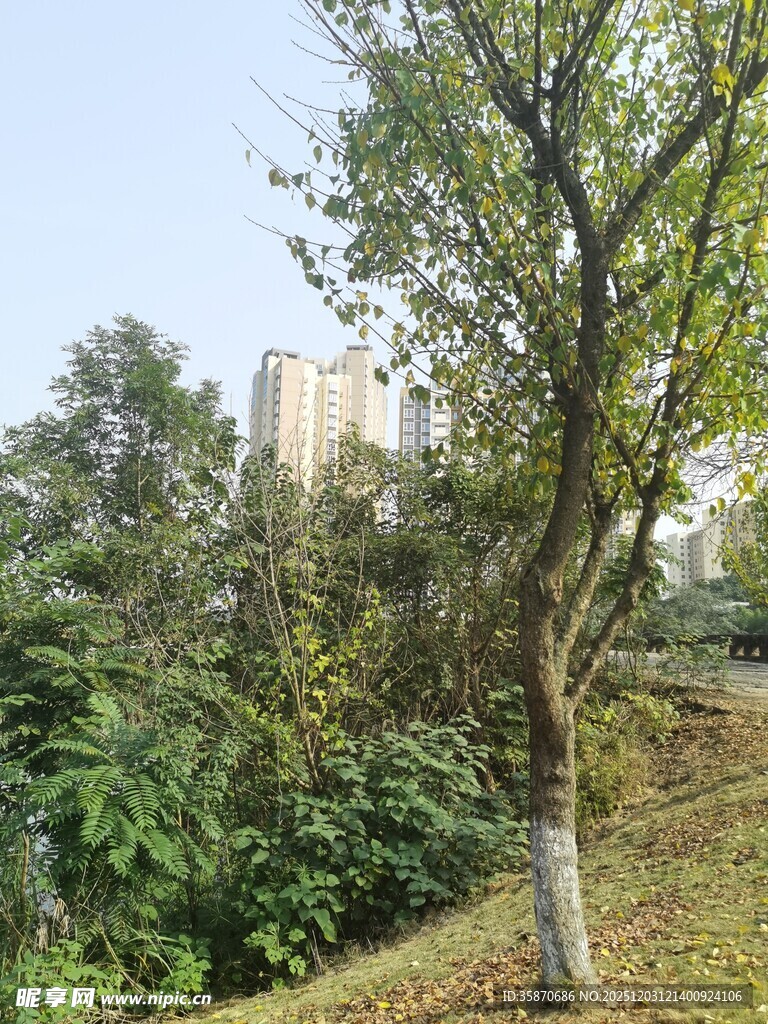 城郊绿意中的树木与高楼