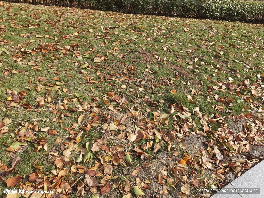 秋日草地落叶景观