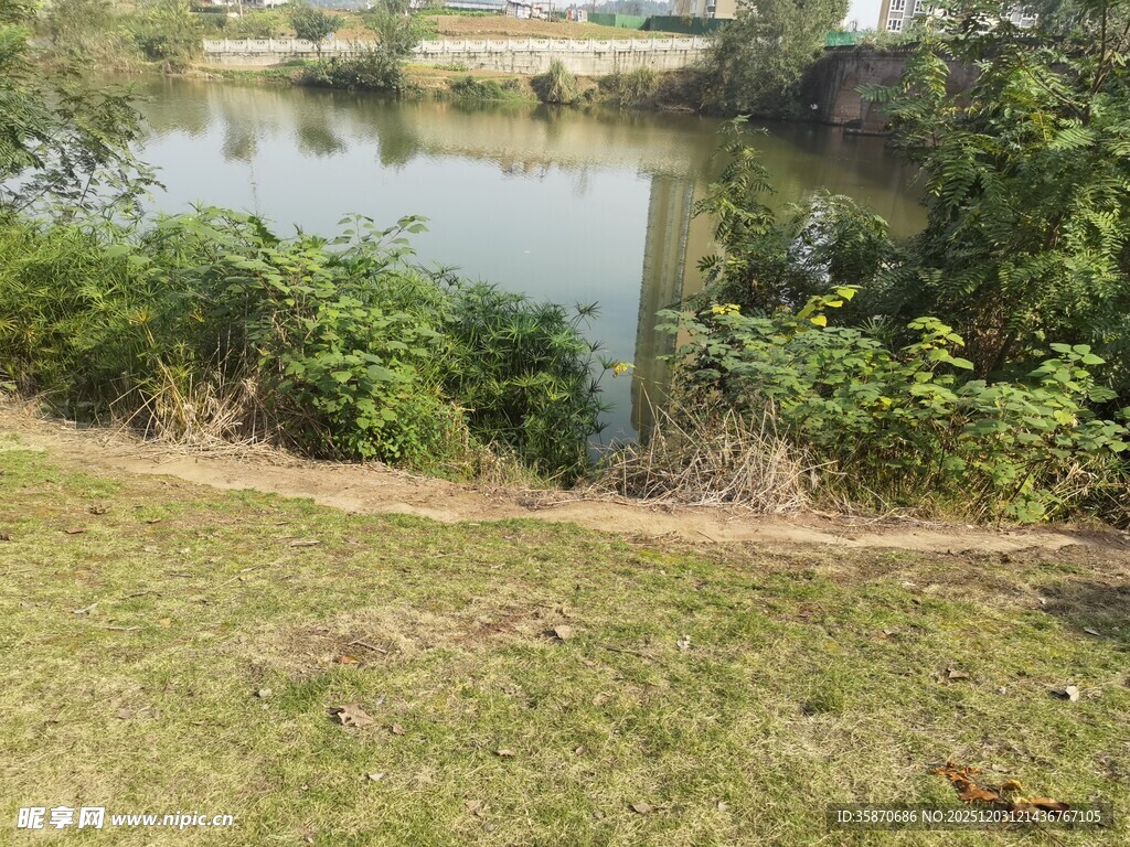 湖畔草地绿植自然景致