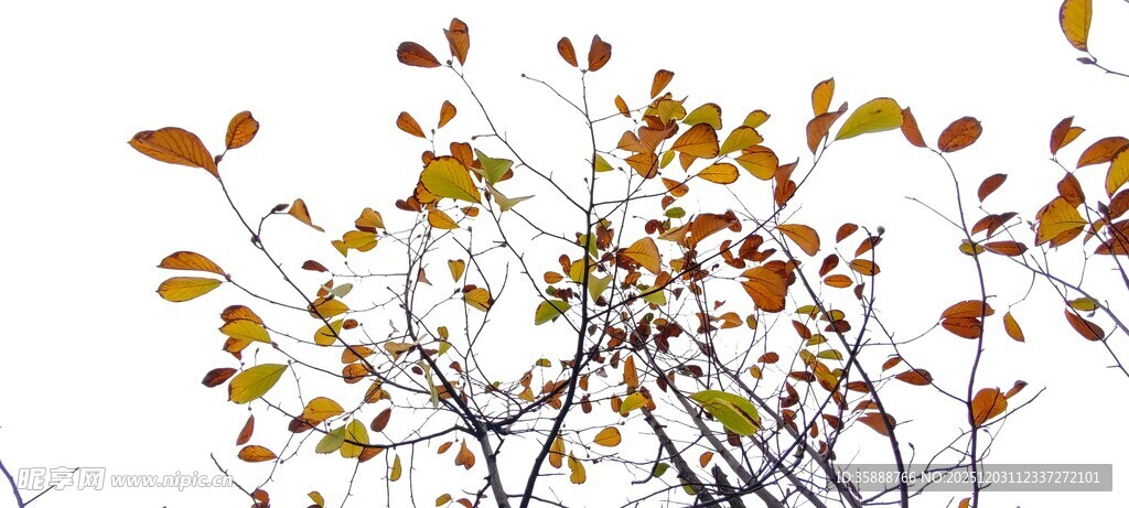 秋日枝头斑斓树叶