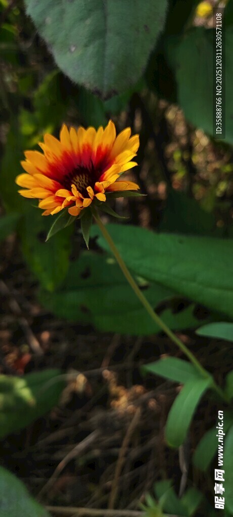 艳丽双色花朵绽放