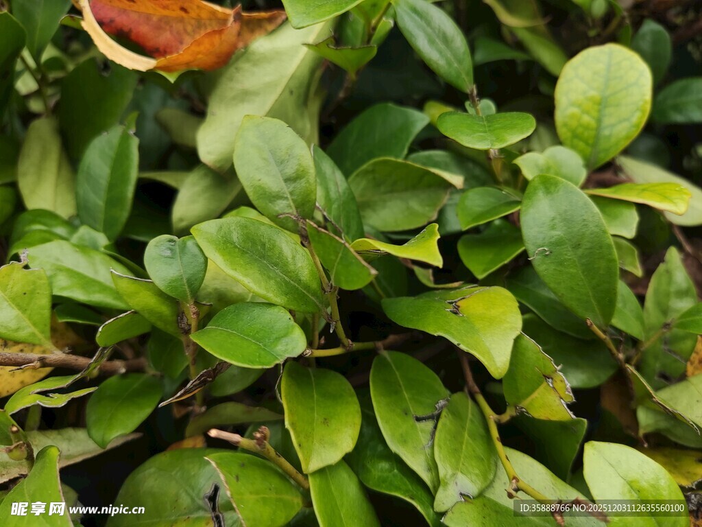 绿叶丛中一抹艳丽红叶
