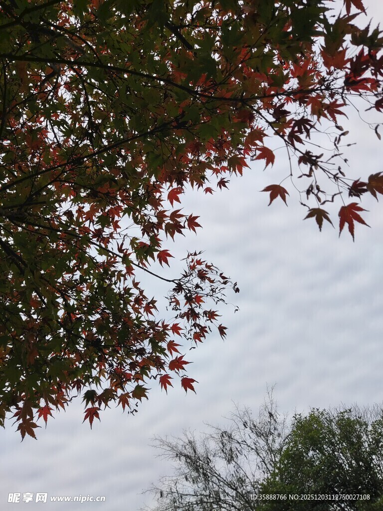 红枫叶映灰白天空