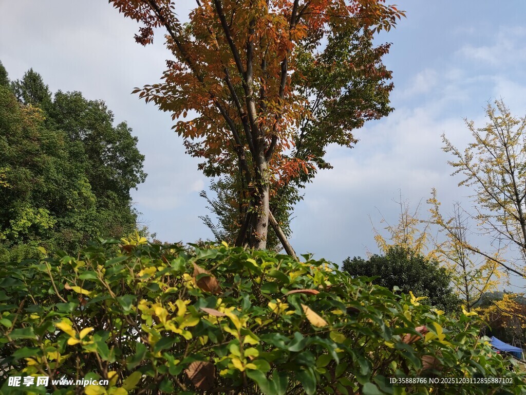 秋日树梢斑斓叶色初显