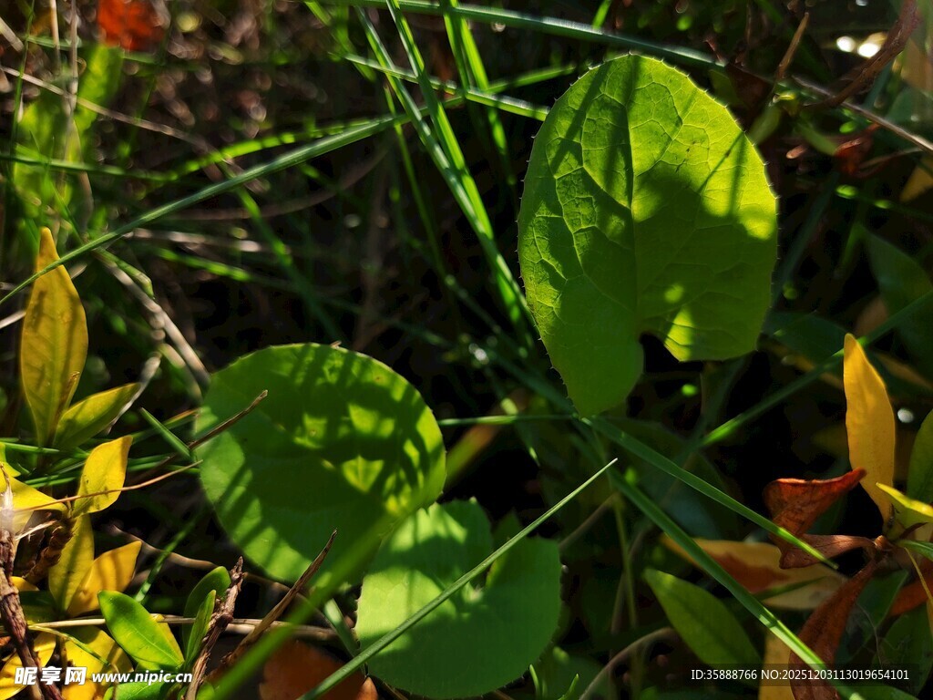 阳光下的翠绿叶片