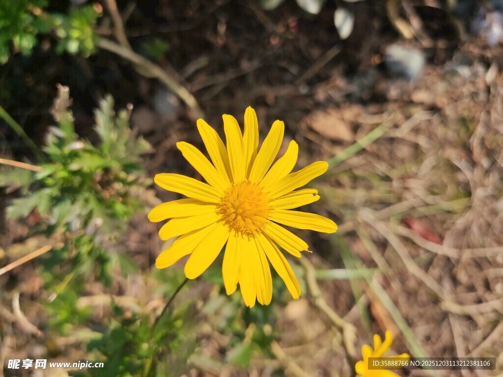 黄色小花绽放于草丛间