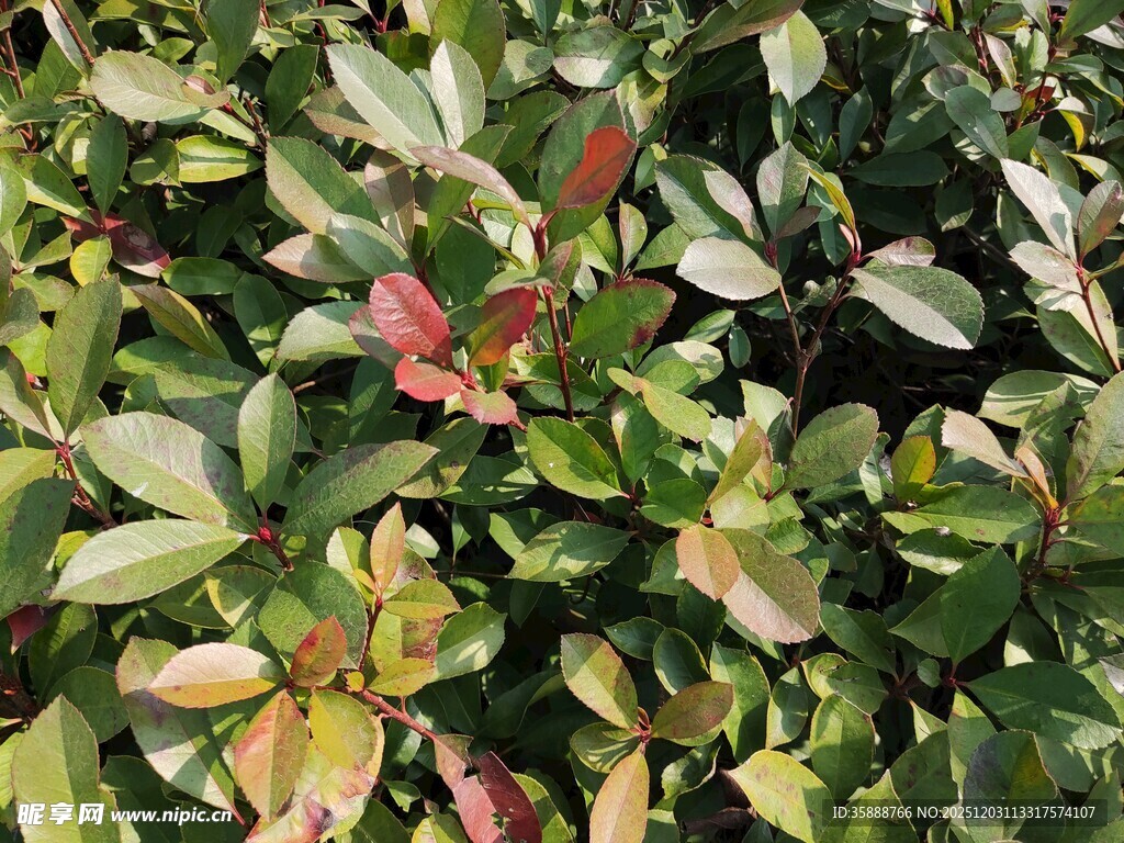 多彩叶片的植物景观