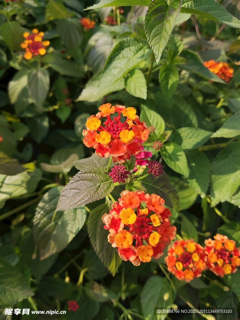 多彩马缨丹绽放