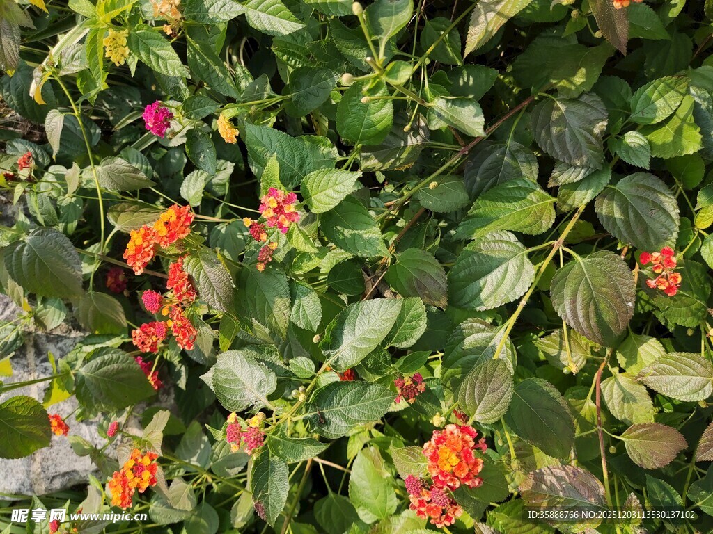 绿叶间的艳红花卉