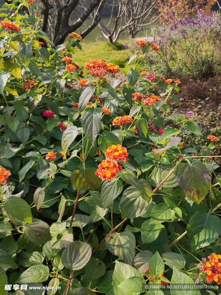 花园中绽放的橙色花卉