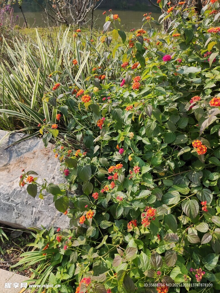 岩石旁繁茂的多彩花卉