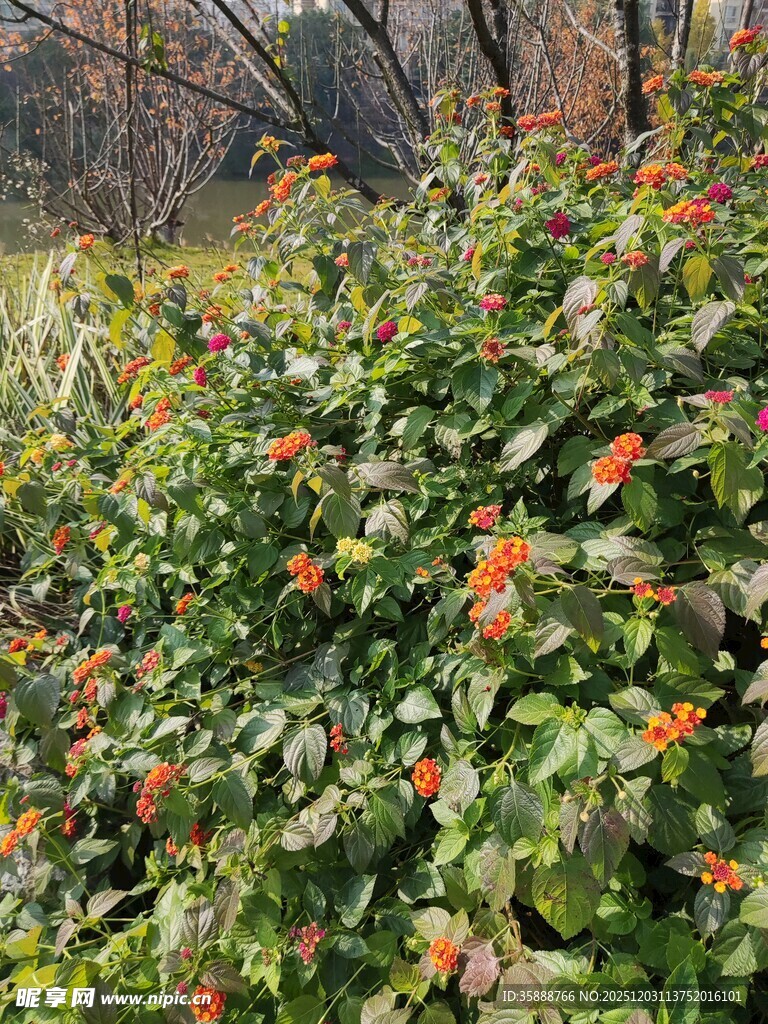 绿叶间的鲜艳红色小花