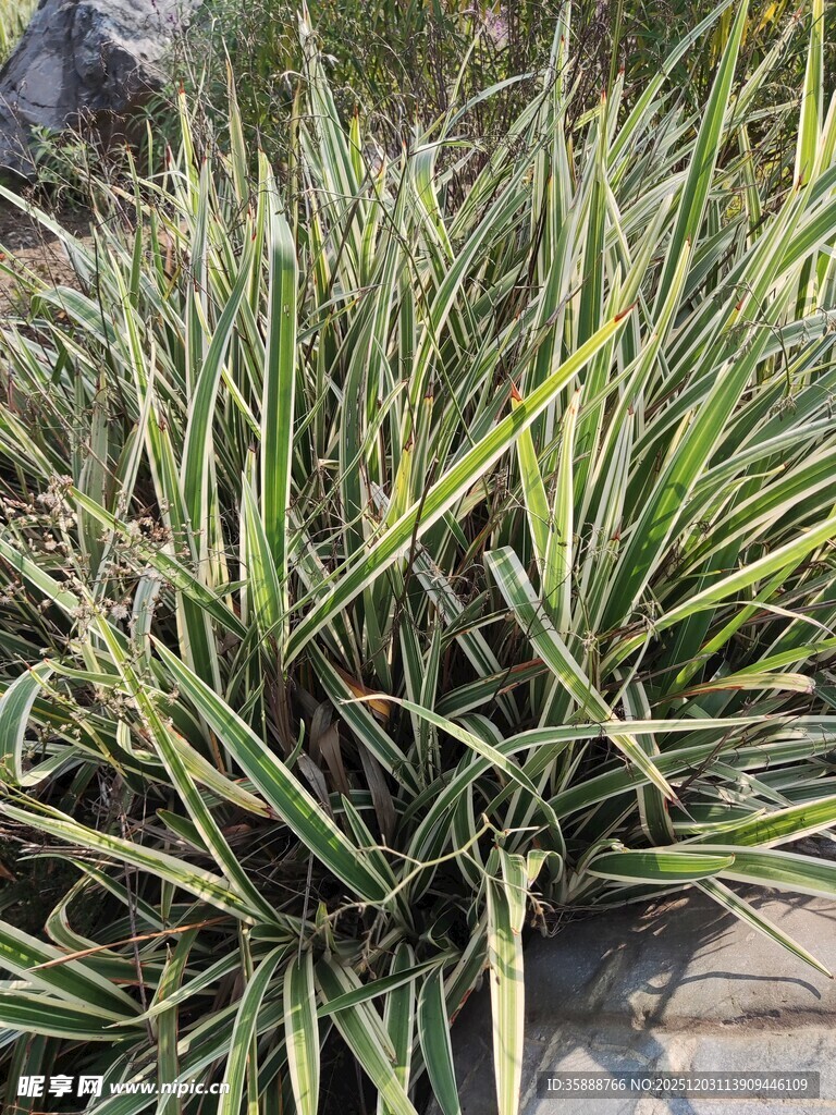 翠绿斑斓的观赏草植物