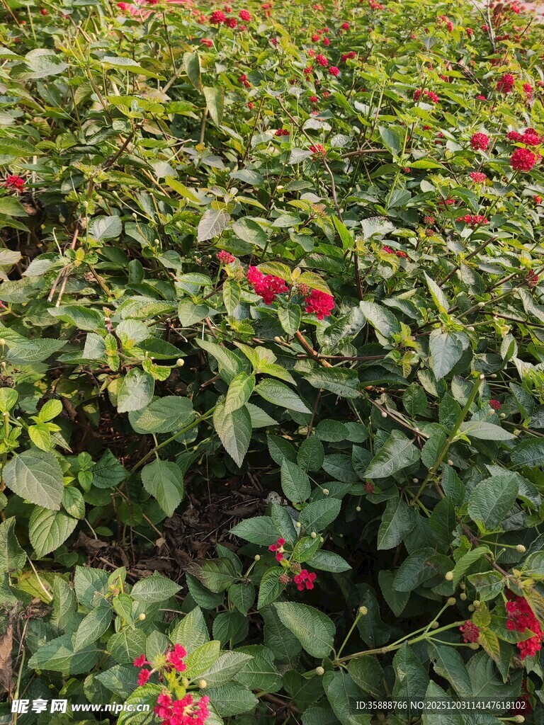 绿叶丛中艳红花朵绽放