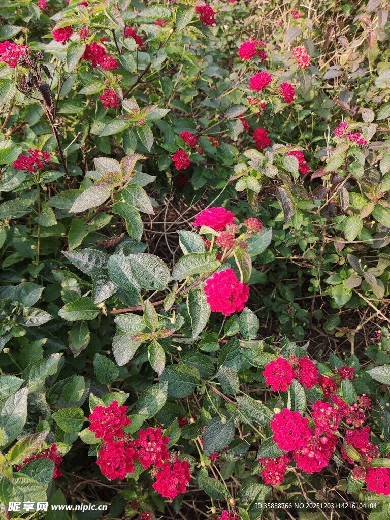 鲜艳绽放的红色花卉景观