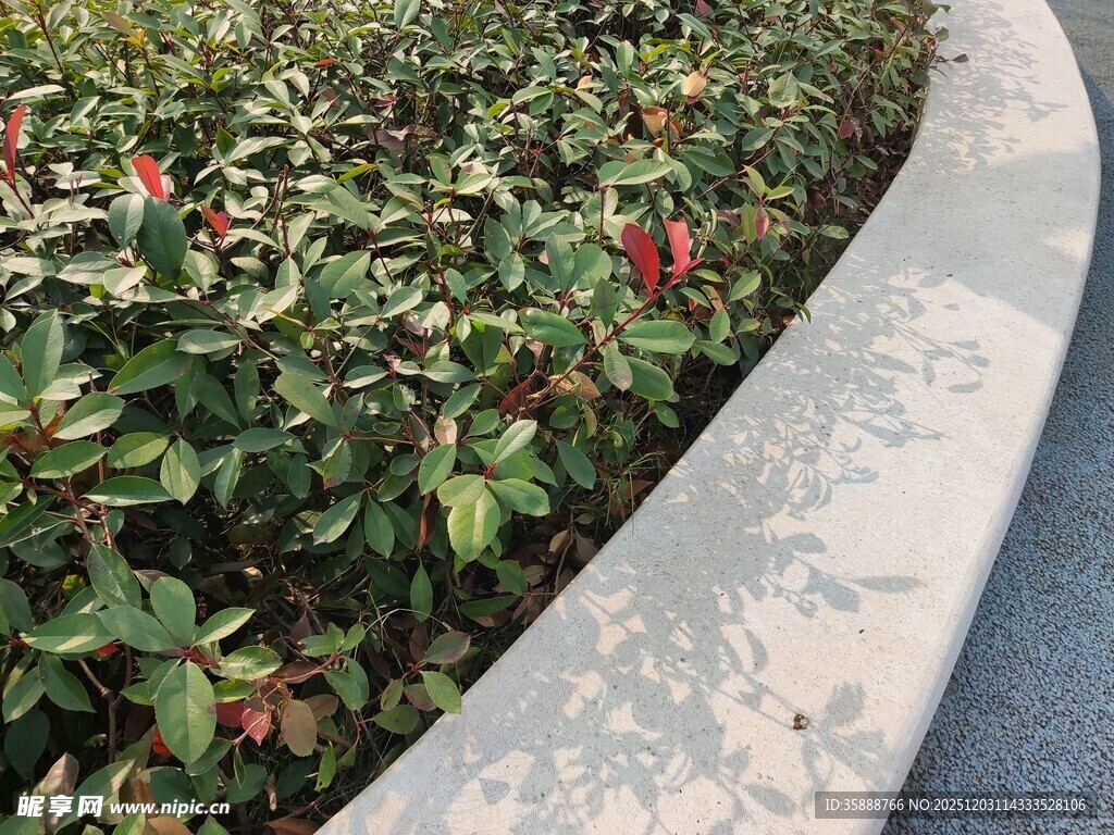 蜿蜒小径旁的多彩绿植