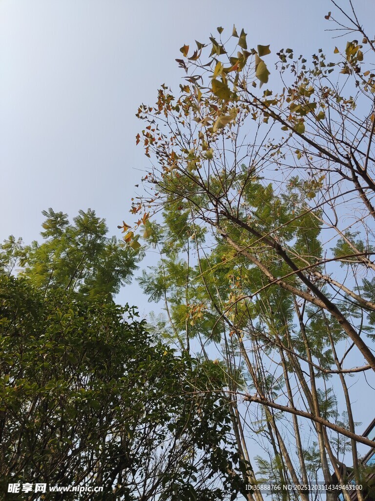 林间树木与蓝天景致