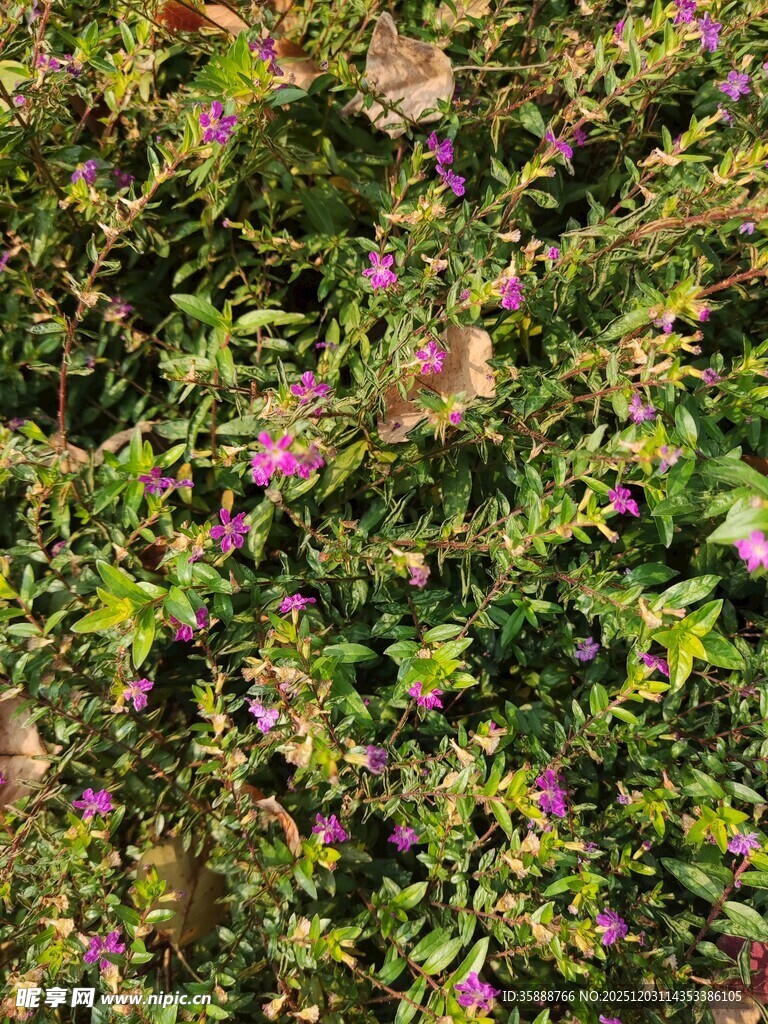 繁茂花丛中的紫色小花