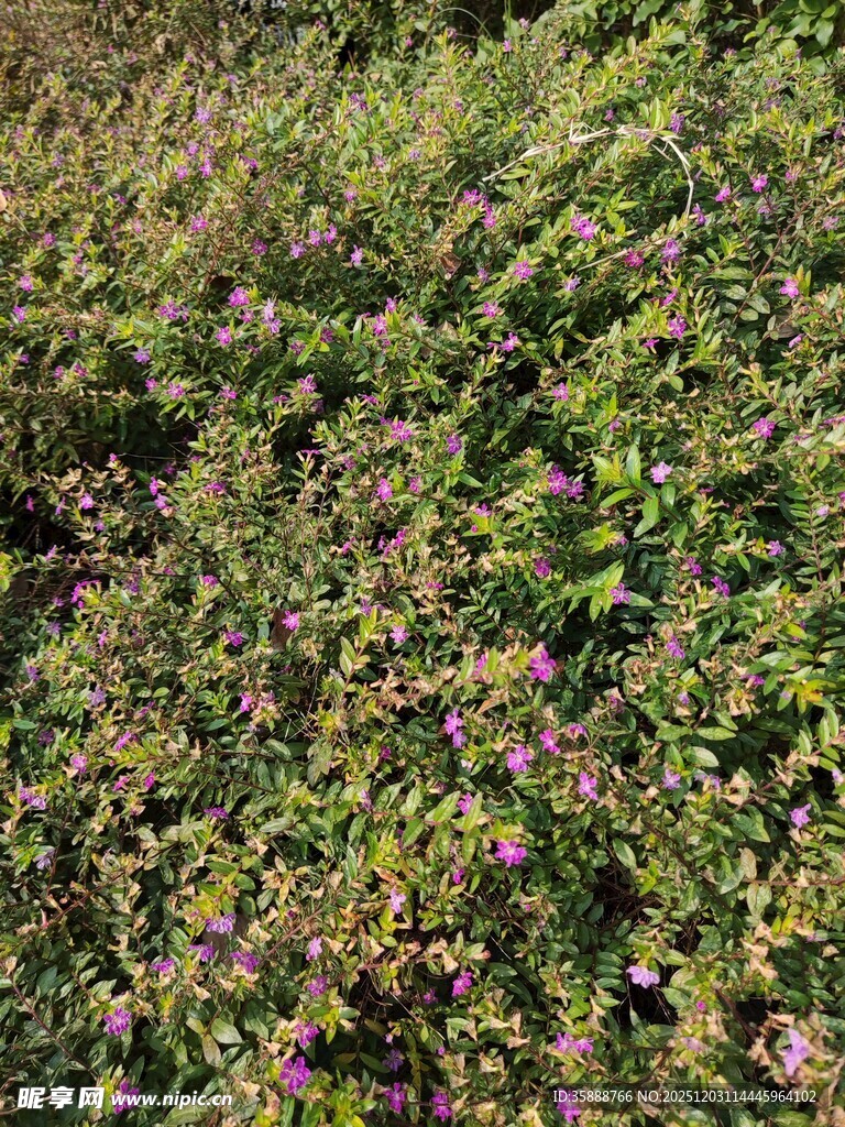 繁茂花丛中的紫色小花