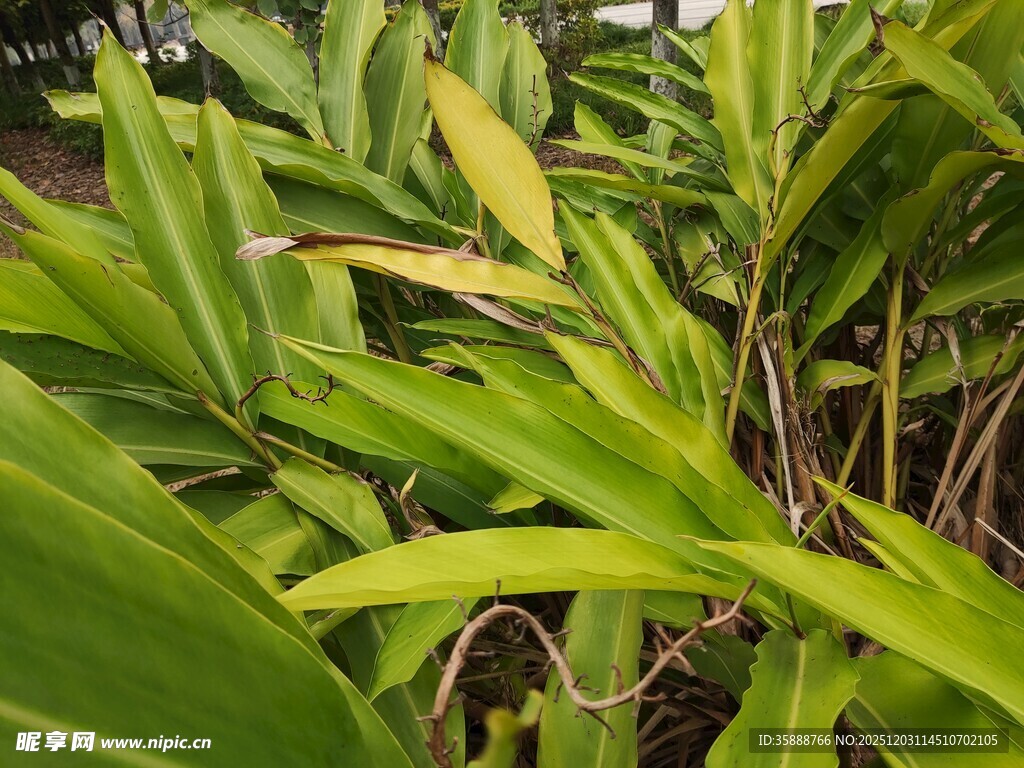翠绿繁茂的热带植物景观
