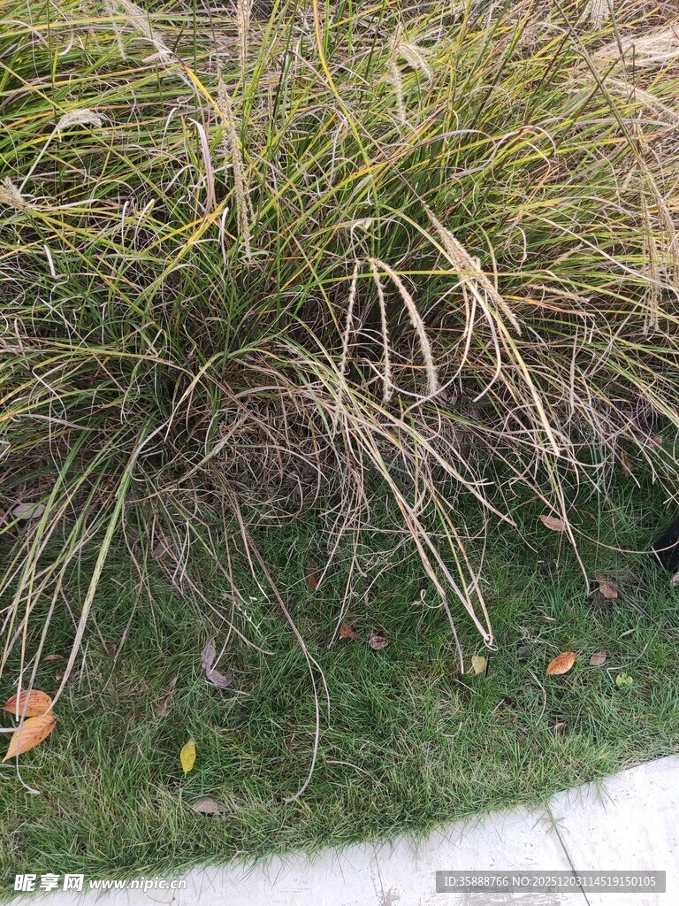 草丛中的绿植与落叶