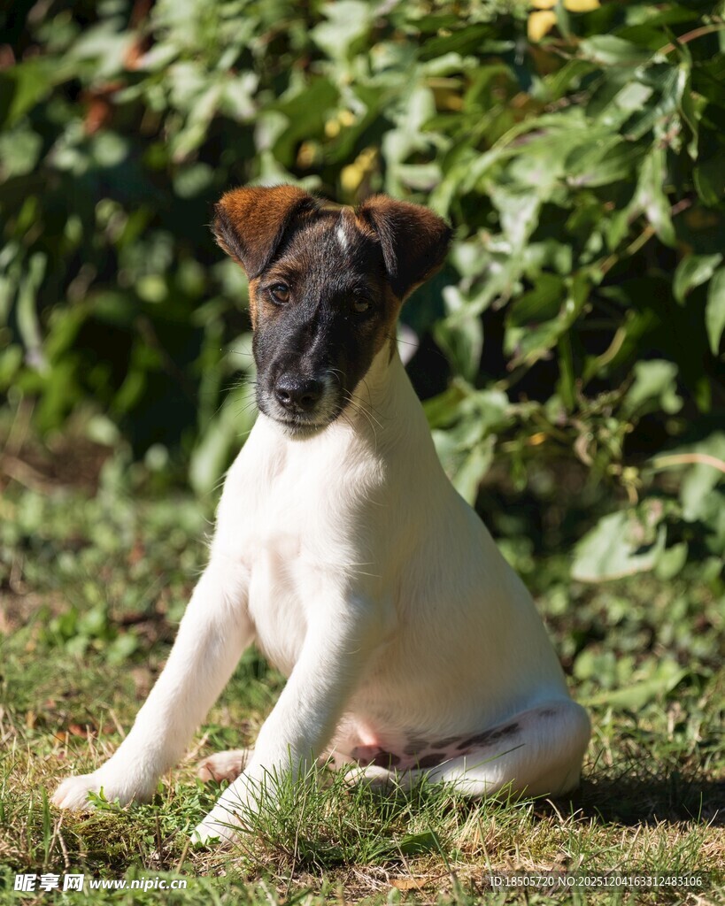 坐着的可爱小狗