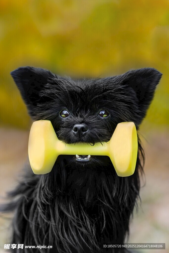 黑狗衔黄色骨头玩具