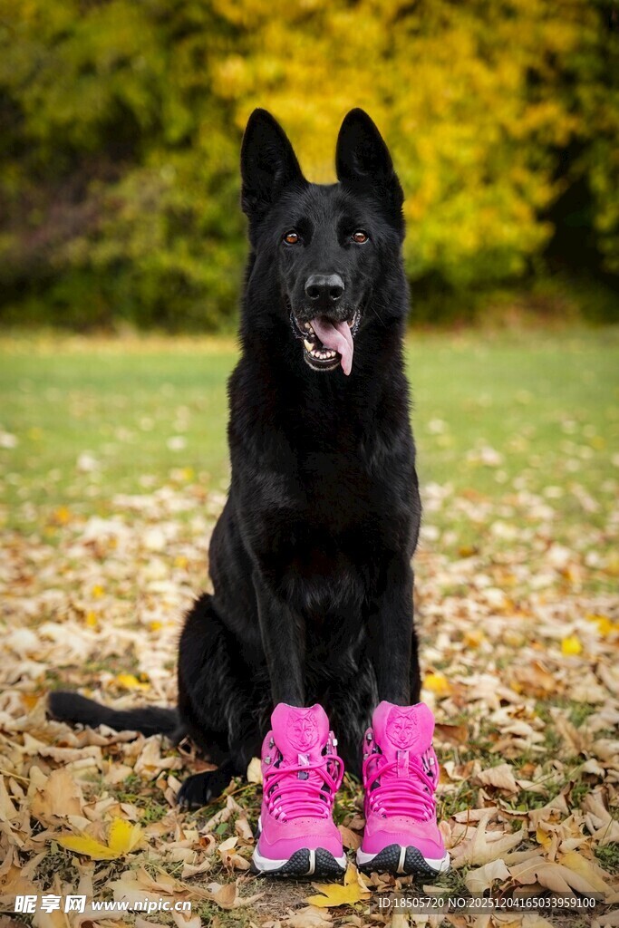 穿粉鞋的狗狗坐于秋景中