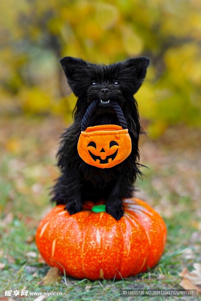 万圣节装扮的可爱小黑狗