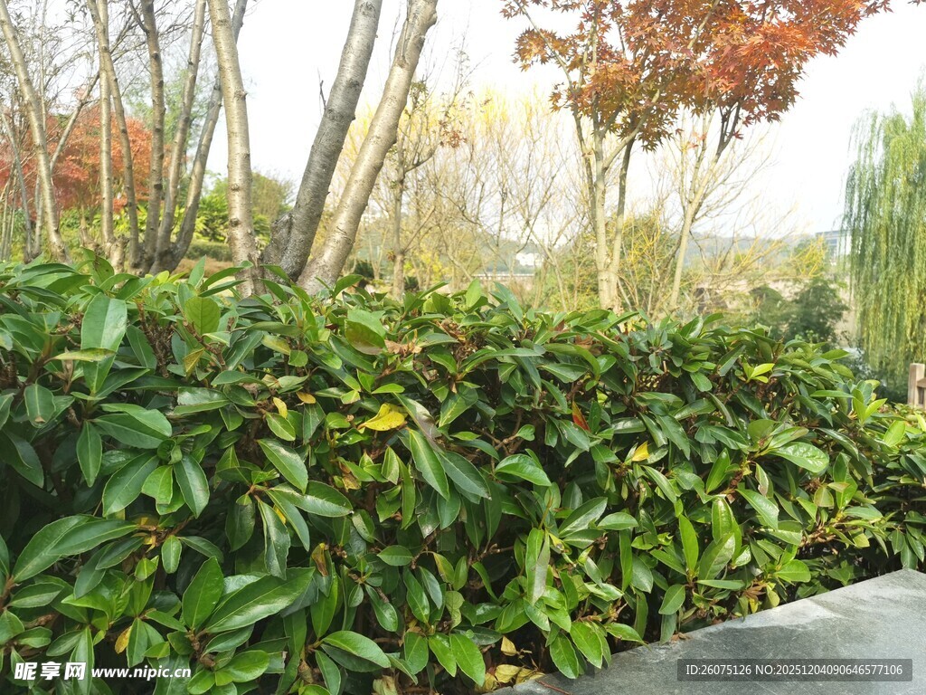 绿叶繁茂的灌木丛景观