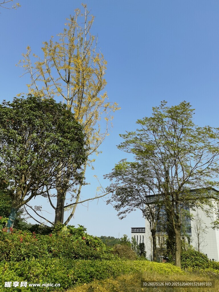 乡村风光中的树木与房屋