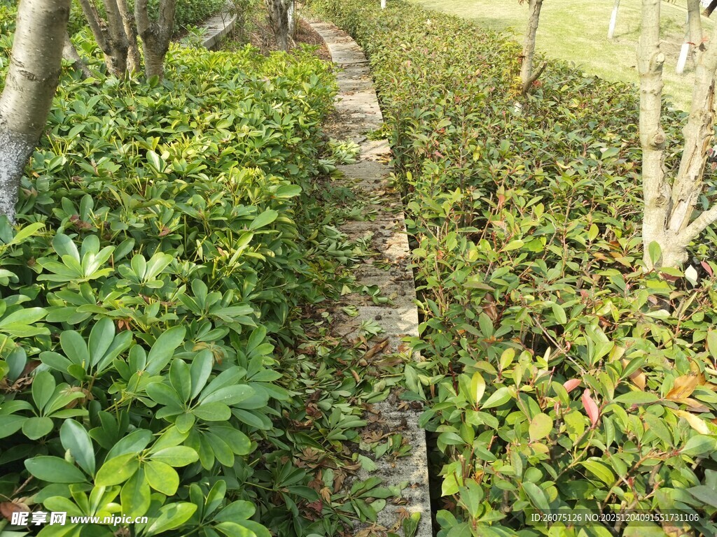 绿意盎然的灌木丛景观