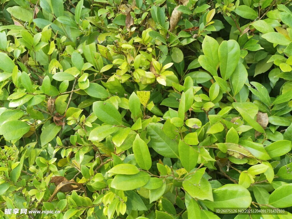 翠绿繁茂的植物叶片