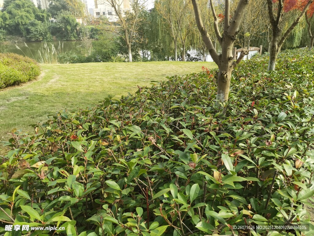 绿意盎然的公园植物景观
