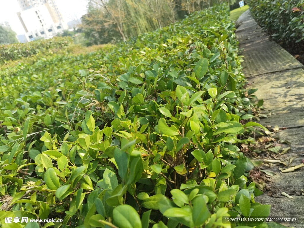 翠绿植物沿小径生长