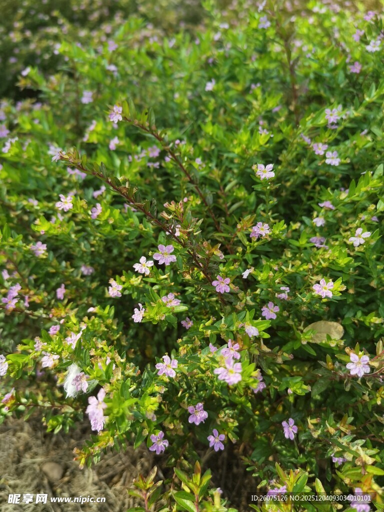 繁茂绿植间的紫色小花