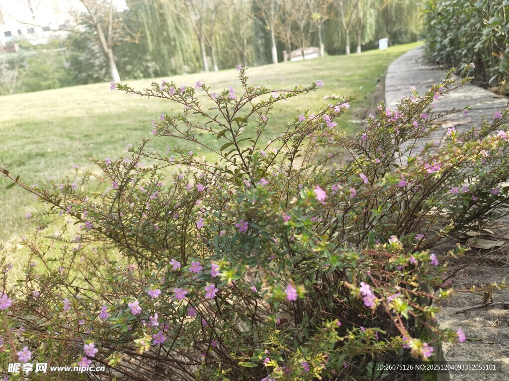 花园一隅的繁茂花草